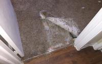 Carpet Repair image 2